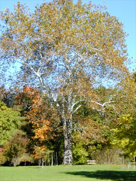 American Sycamore
