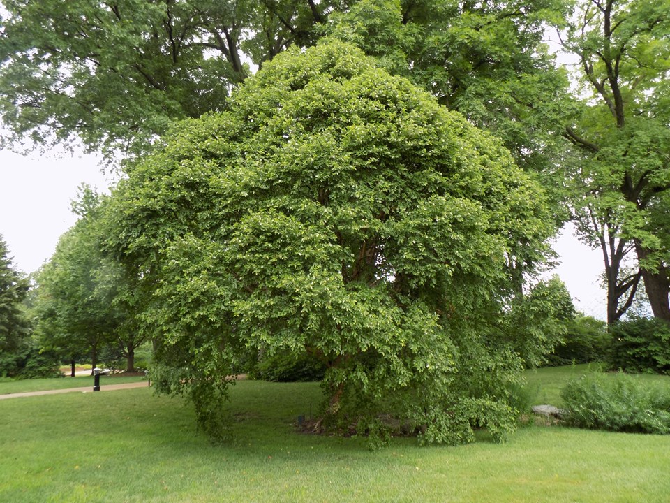 River Birch 'Fox
                Valley'