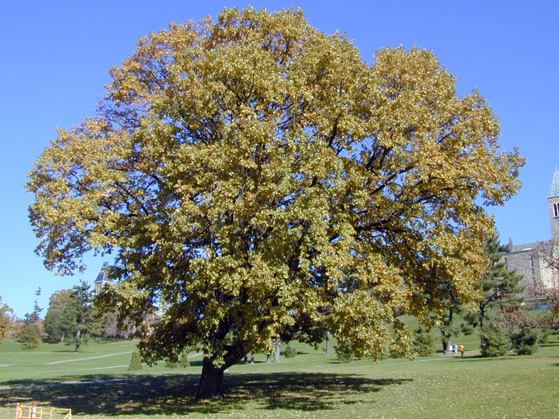 Bur Oak