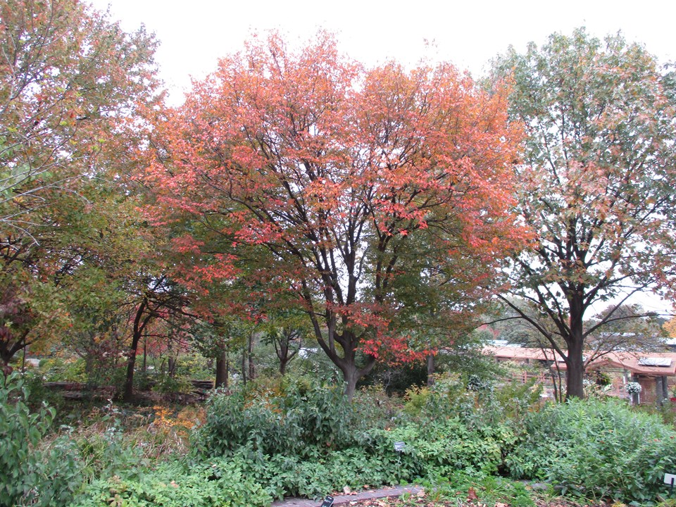 American Hornbeam fall colour