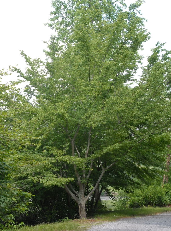 American Hornbeam