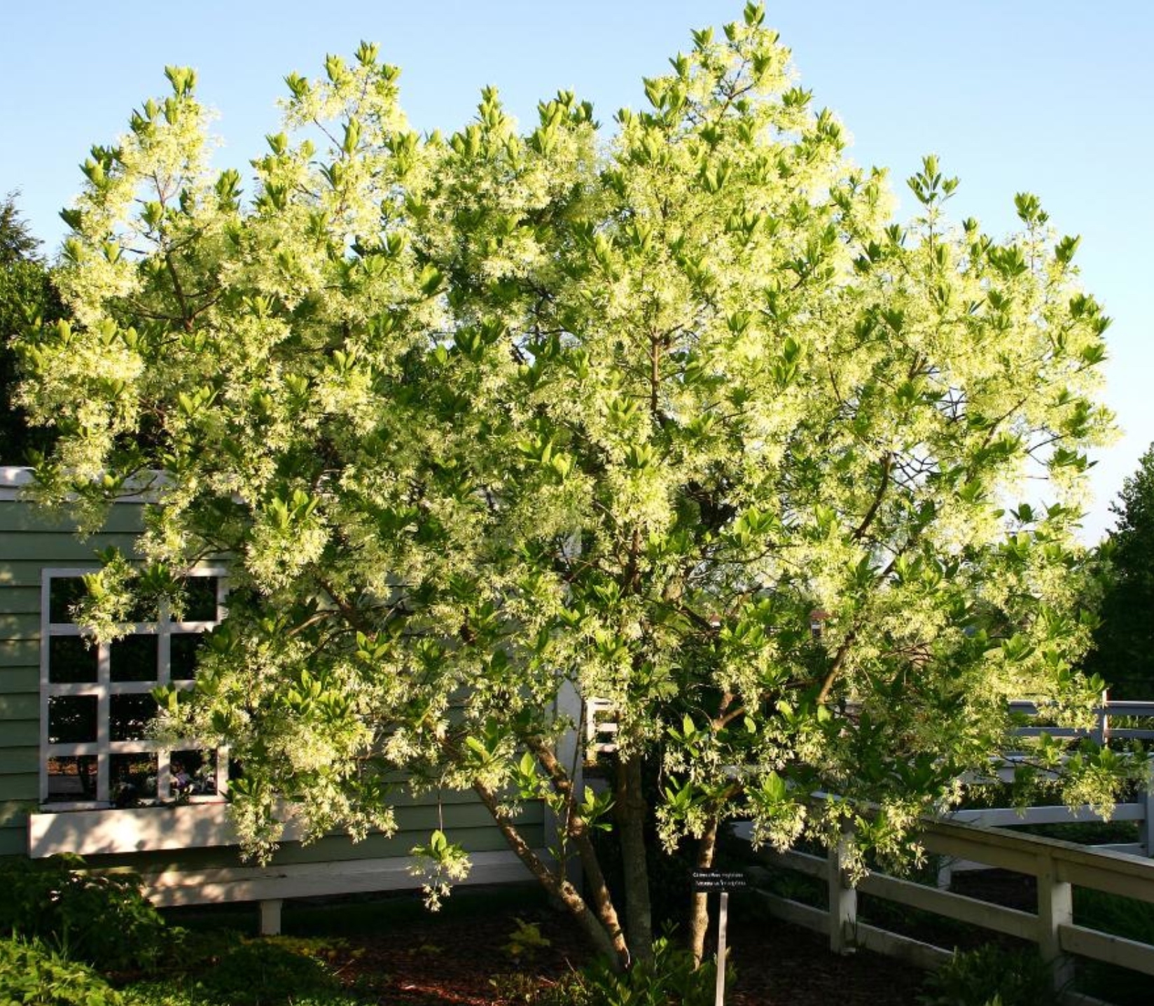 White Fringe
                Tree