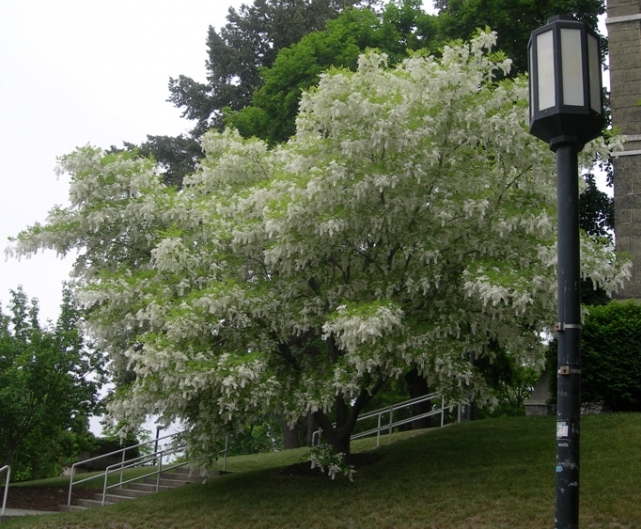 Yellowwood in
                flower