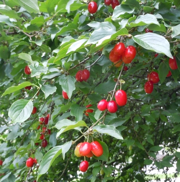 Cornelian Cherry
                fruit