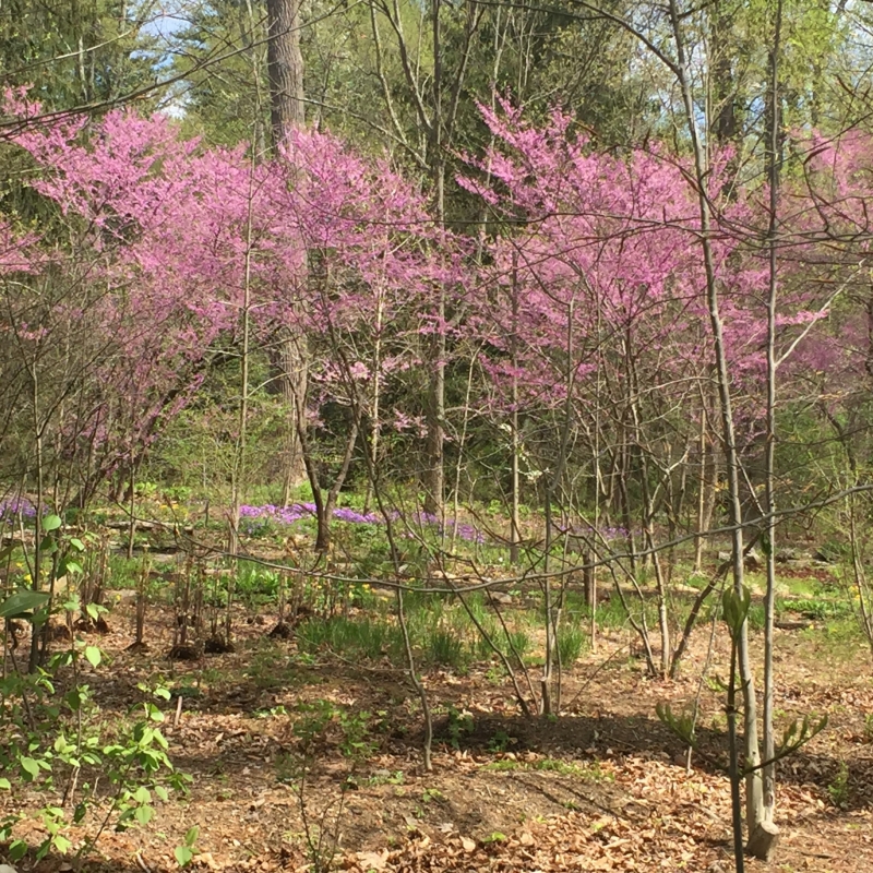 Redbud in flower