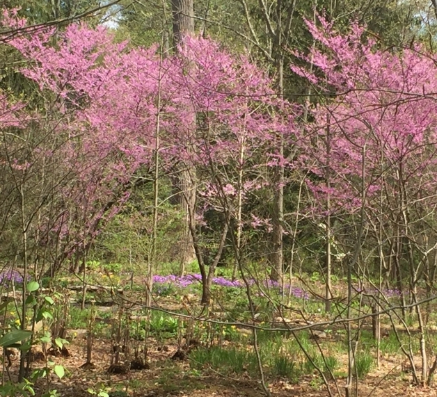 Eastern Redbud
                bloom