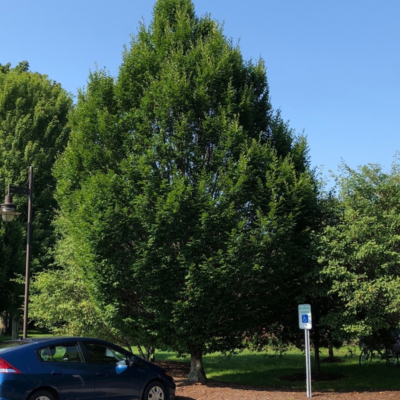 European
                Hornbeam