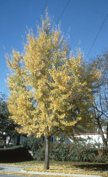 Ginkgo fall colour