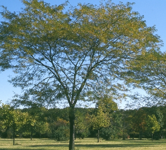 Honey Locust