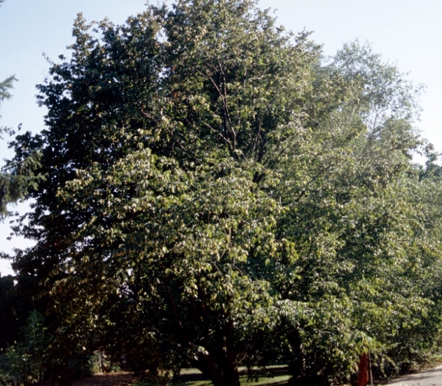 American
                Hophornbeam