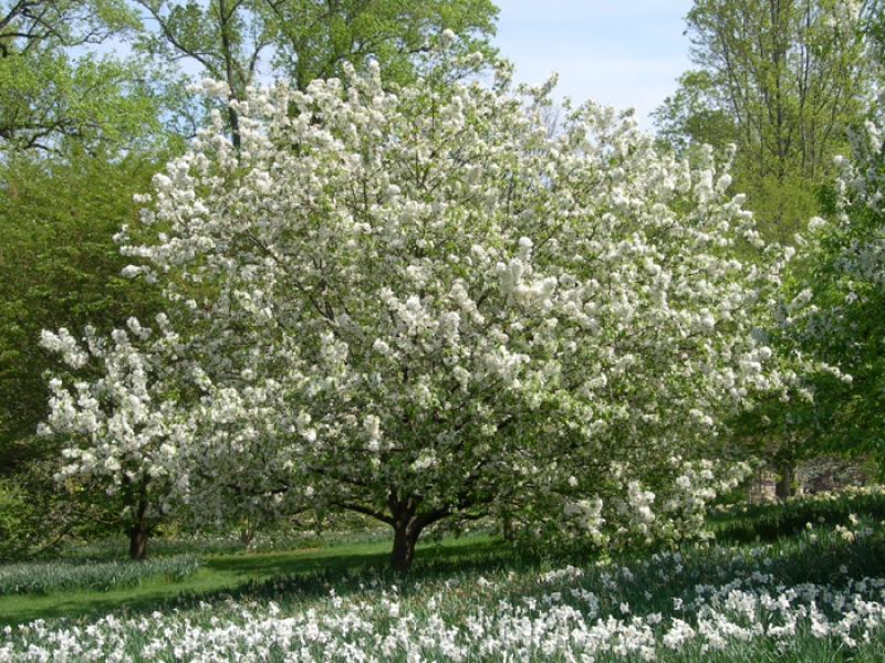 Malus white-flowering