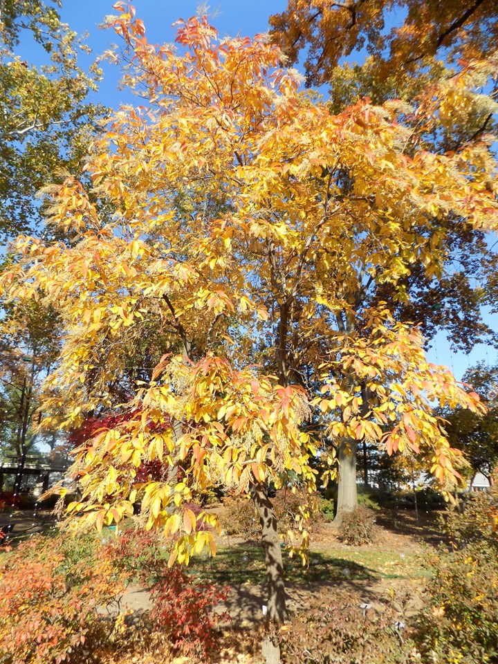 Sourwood fall colours