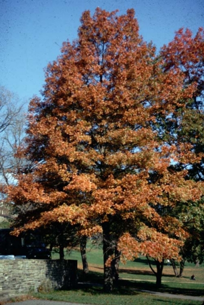Pin Oak fall colour