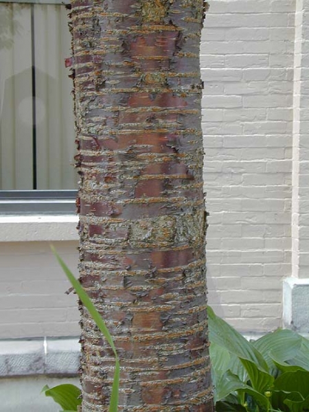 Sargent Cherry
                bark