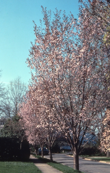 Sargent Cherry in
                flower