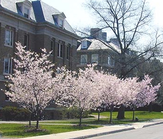 Sargent Cherry
                flowering