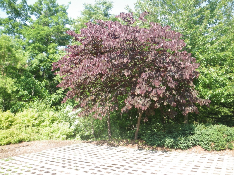 Eastern Redbud