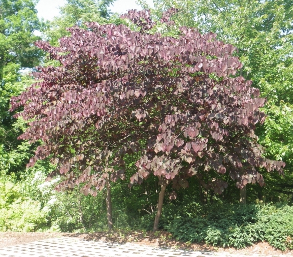 Eastern Redbud