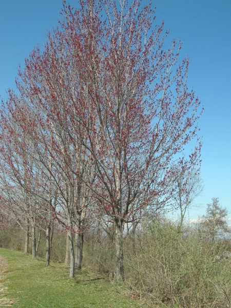 Red maples in bud
