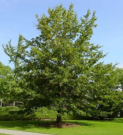 Shingle Oak
