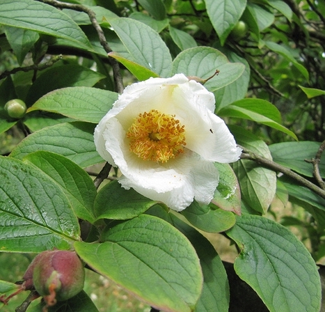 Stewartia ovata
                flower
