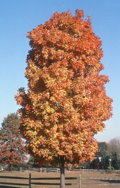 Sugar Maple fall
                colour