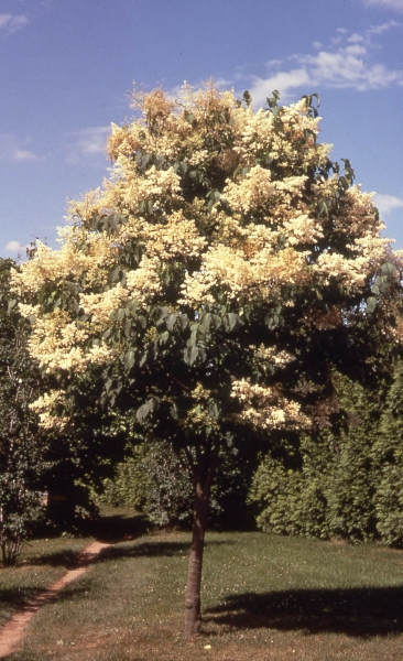 Japanese Tree
                Lilac