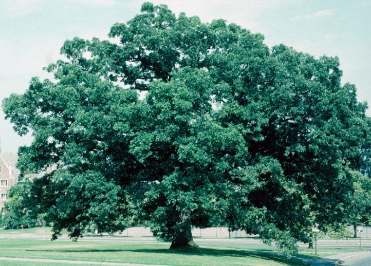 White Oak