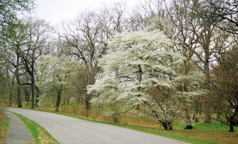 Serviceberry in
      flower