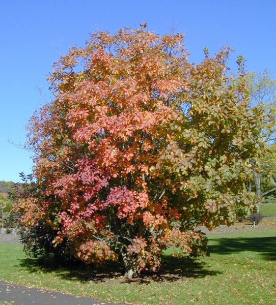 American Smoketree