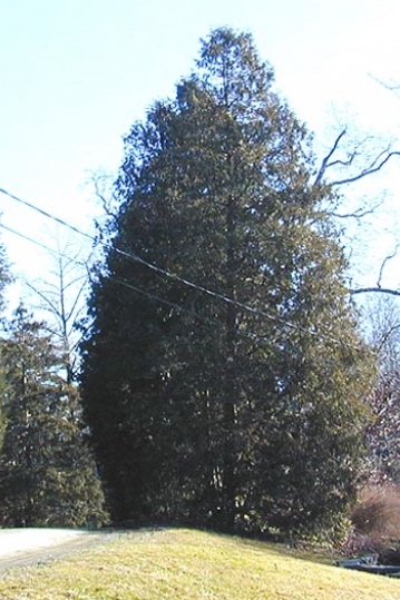 Eastern Arborvitae