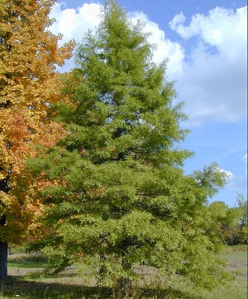 Bald Cypress