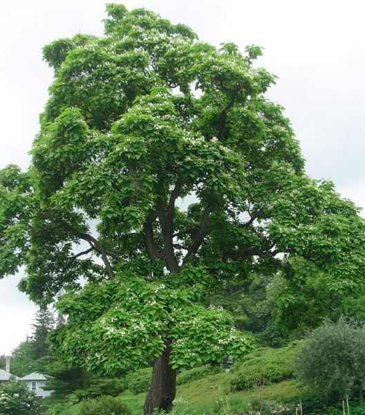 Northern Catalpa