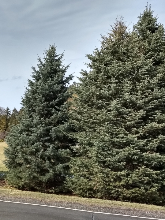 Concolor
                Fir