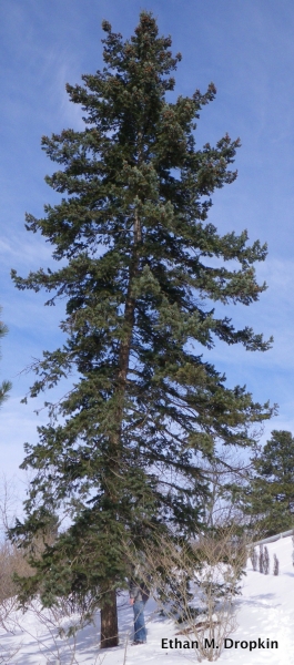 Douglas Fir