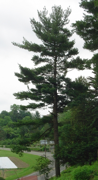 Eastern White Pine