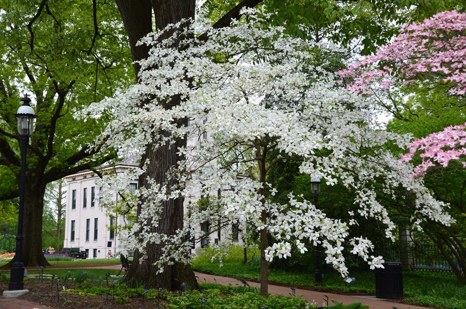 Flowering Dogwood