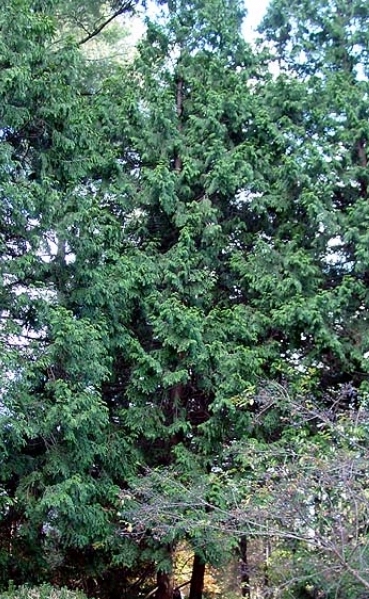 Giant
                Arborvitae