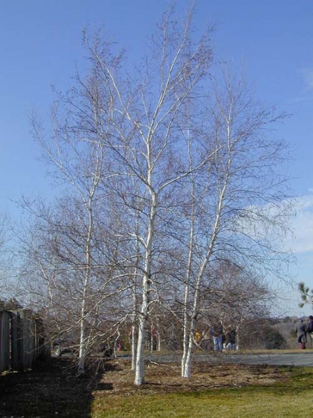 Gray Birch