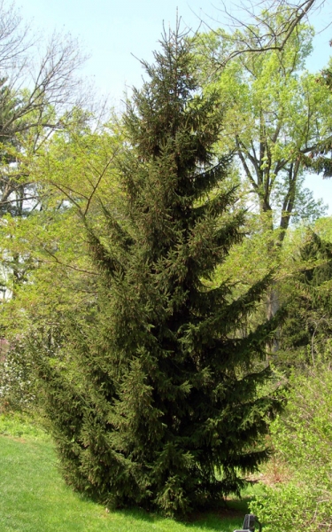 Norway Spruce