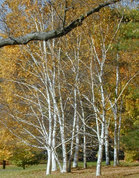 Paper Birch