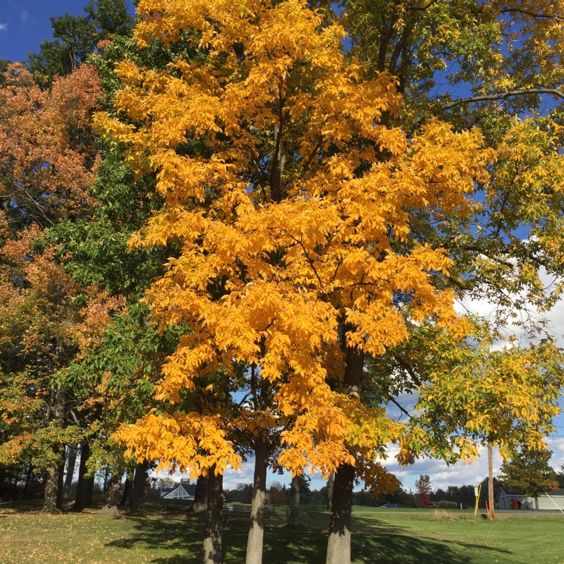 Pignut
                Hickory