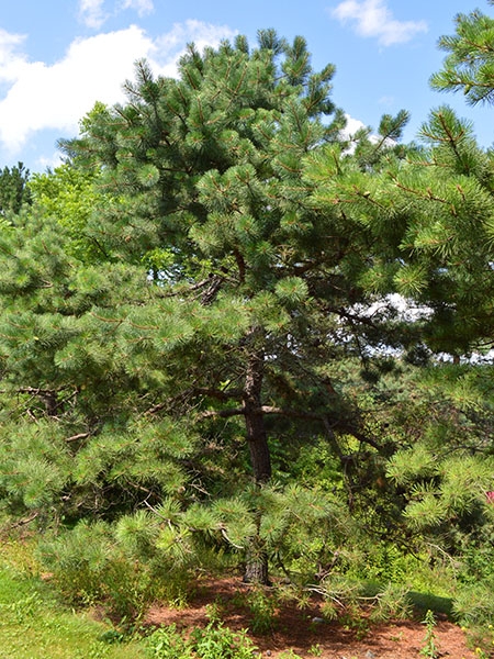 Pitch Pine