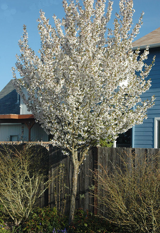 hybrid Cherry 'Snow
                Goose'