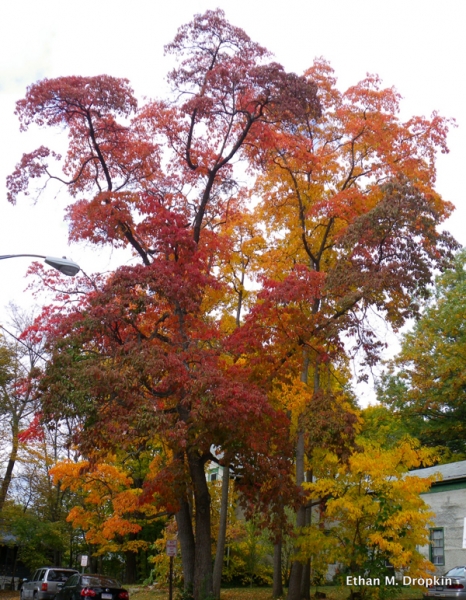 Sassafras tree fall
                colour
