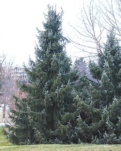 Serbian Spruce