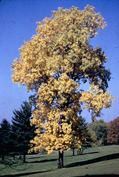 Shagbark
                Hickory