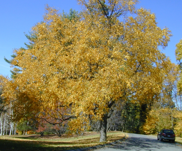 Sweet birch fall
                colour