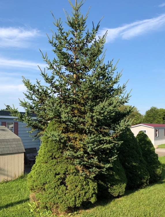 White
                Spruce