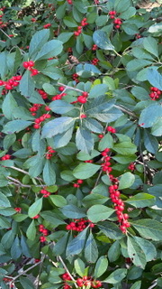 Ilex
      verticillata, Winterberry ‘Red Sprite’